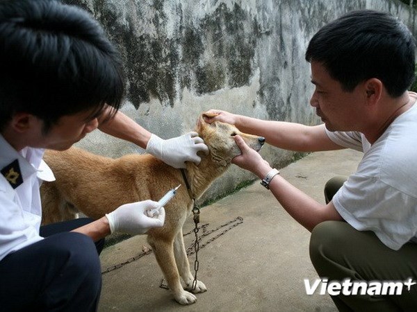 Hưng Yên Ngăn chặn bệnh dại ở chó, mèo tại xã Thủ Sỹ, huyện Tiên Lữ
